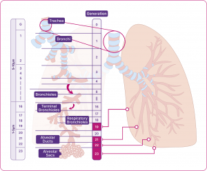 Diagram of the different airways within the respiratory system 