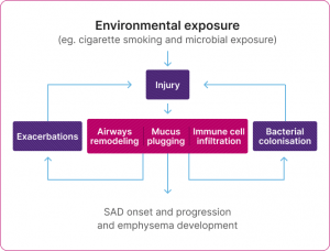 Diagram of the cycle of the pathophysiological changes in SAD 