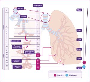 Diagram indicating the MMAD of Fostair and Trimbow in the respiratory system 