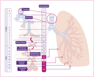 Diagram of the different airways within the respiratory system
