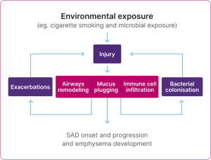 Diagram of the cycle of the pathophysiological changes in SAD